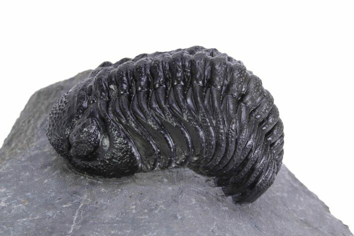 Beautiful Morocops Trilobite - Ofaten, Morocco #359606